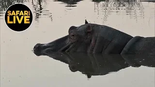 safariLIVE - Sunset Safari - August 29, 2019