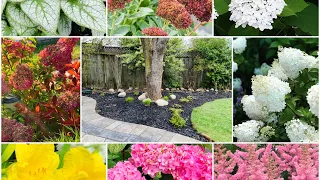 Tony’s Garden Makeover Part 2 of 3: Dividing Hydrangea & Perennial + Rooting Hydrangea Cutting