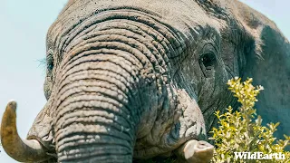 SafariLIVE Sunrise Safari- 02 May 2024