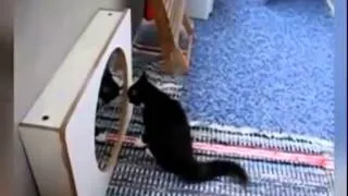 Kittens, puppies against a mirror! Котята, щенки против зеркала!