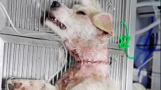 A  stray dog begging for food in front of a restaurant , its neck gruesomely injured by a tight rope