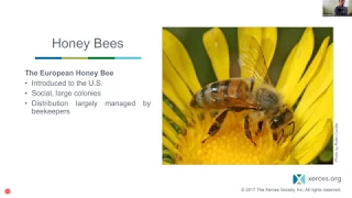 2019 NAA Webinar: The Role of Honey Bees in Natural Areas - A Conversation