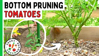 Bottom Pruning Tomatoes - How To Do It Right - Geeky Greenhouse