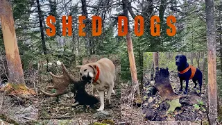 Shed Hunting with DOGS // The Maine Woods #antlers #moose #mountains