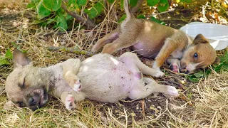 Rescue Tiny, Dying of Thirst, Innocent Puppies Dumped During Heatwave