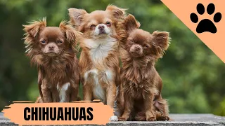 All about Chihuahuas