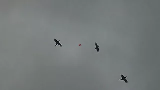 Testing out ShotKam on High Pheasant Shooting at Powis Castle