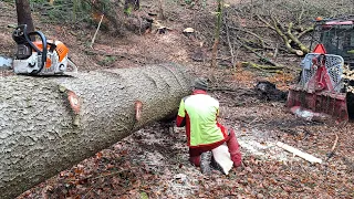 Extraction of giant spruces from deep pits, Stihl ms 500i, Zetor Proxima, Amles, Forestwork
