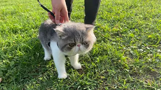 エキゾチックの初めての公園散歩🐈 【エキゾチックショートヘア】