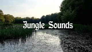 Talking Frogs and other jungle sounds at the Pond | Nature sounds