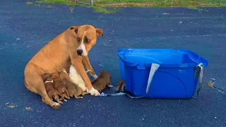 Rescue Mama Dog & 9 Puppies Were Abandoned At The Church Parking Lot