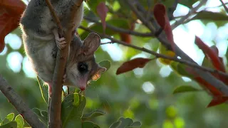 Miércoles de Naturaleza: Yaca