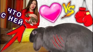 СТАЛО ЕЩЕ ХУЖЕ !!! КРОЛИКИ ДЕРУТСЯ ВТОРОЕ СВИДАНИЕ В ДОМЕ | Дом Призрак Elli Di Pets