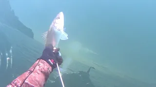 ➡️ SpearFishing ⬅️Sea Bass in the Winter.