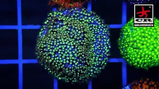 Stylocoeniella coral Стилокоениелла кораллы морской рифовый аквариум salt tank marine aquarium