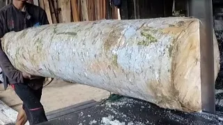 Pity...! Sengon wood has a dangdut queen worth 55 million | Sawmill sawn board material