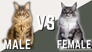 Male Maine Coon Cat VS Female Maine Coon Cat