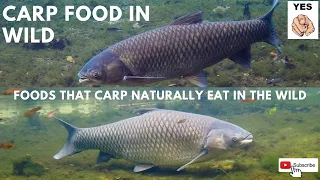FOODS THAT CARP NATURALLY EAT & LIKE IN THE WILD WATER