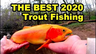 MASSIVE RAINBOW and PALOMINO TROUT! Pennsylvania Fishing Season 2020.