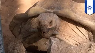 Giant tortoise filmed producing at zoo in Israel - TomoNews