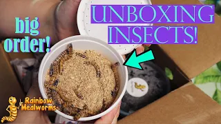 BIG FEEDER INSECT UNBOXING | Rainbow Mealworms