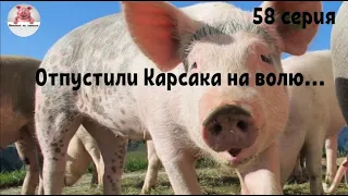 Миллион на свиньях.Побег свиней из сарая.Выпустили карсака Патрика на волю!