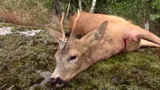 Bukkejakt del 2, Roebuck hunt, bockjagd, rådjursjakt