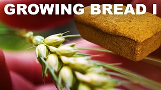 Growing Bread I: Planting to harvest