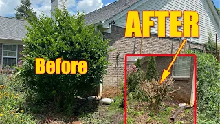 Trimming Big Bushes and Hedges Overgrown