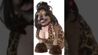 🎃 Funny & Cute Cats & Dogs Halloween Costumes Short Compilation 🎃