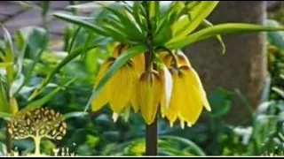 Gardeners World, 2020 Episode 5(Full+HD)