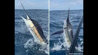 IFISH Mallacoota MARLIN