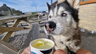 Old Husky Gets Taken For A Special Treat And Loves It