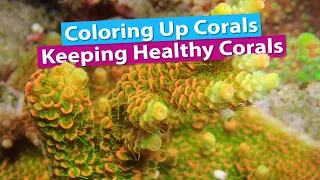 Coloring up Corals - Keeping Healthy Corals!