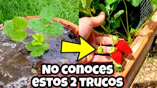 MILES de FRESAS en MACETA con estos CUIDADOS! Cultivo de frutilla, Sembrar y plantar. Huerto urbano