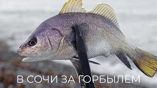 В Сочи за горбылём🎣 Утренний ROCKFISHING 🐡