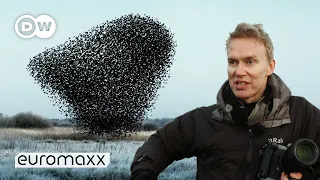 Photographers Søren Solkær's Incredibly Beautiful Starling Murmurations