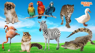 The most beautiful pets: Dog, Parrot, Duck, Flamingo, Squirrel, Zebra, Crocodile