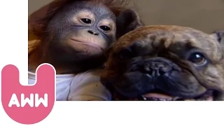 Bulldog Kisses Orangutan