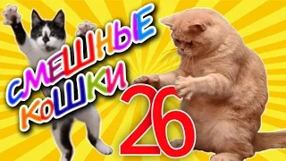 Смешные кошки 26 ● Приколы с животными 2015 - коты ●  Funny cats vine compilation - Part 26