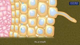 Animation 10.3 Absorption of water in plants