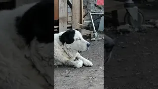 Громик у нас заболел.Сердечный кашель. Лечимся