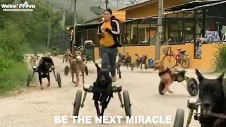 Dozens of Disabled Dogs in Wheelchairs from Sanctuary Running in Their Wheels!