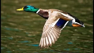 Paraje Natural Laguna Grande de Baeza. Ríos, Arroyos y Manantiales. Fauna4. Ánade Real o Azulón.