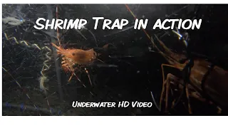 Spot Shrimping with Underwater Video HD