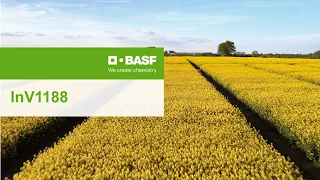 InVigor® winter oilseed rape – InV1188