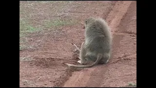 2006 Baboon Attacking Gazelle