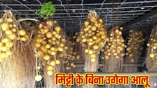 अब बिना मिट्टी के उगेगा आलू | एक पेड़ से मिल सकता है 20 किलो आलू | Aeroponic Potato Farming