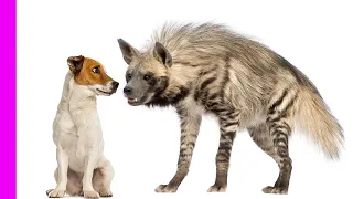 Nanny Dog Babysits Hyena, Cheetahs & Baboons | Oddest Animal Friendships | Love Nature