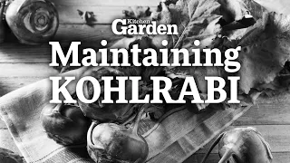 The Risks with Growing Kohlrabi